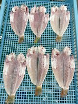 駿河湾で採れたての地の甘鯛が入りました！