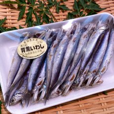 画像2: 背黒いわし (2)