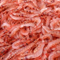 画像2: 駿河湾産・生桜えび (2)