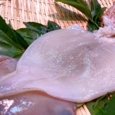 画像2: 駿河湾産採れたて！いかの一夜干　1枚 (2)