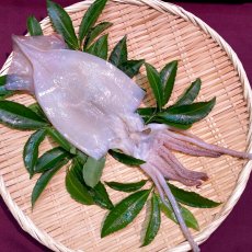 駿河湾産採れたて！いかの一夜干　1枚