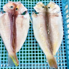 画像3: 【駿河湾・地物】甘鯛開干　1枚 (3)