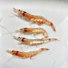 画像3: 【2026・春漁】駿河湾産・生桜えび (3)