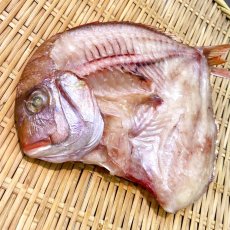 画像2: 【今が旬✨地物】花鯛開干  1枚 (2)