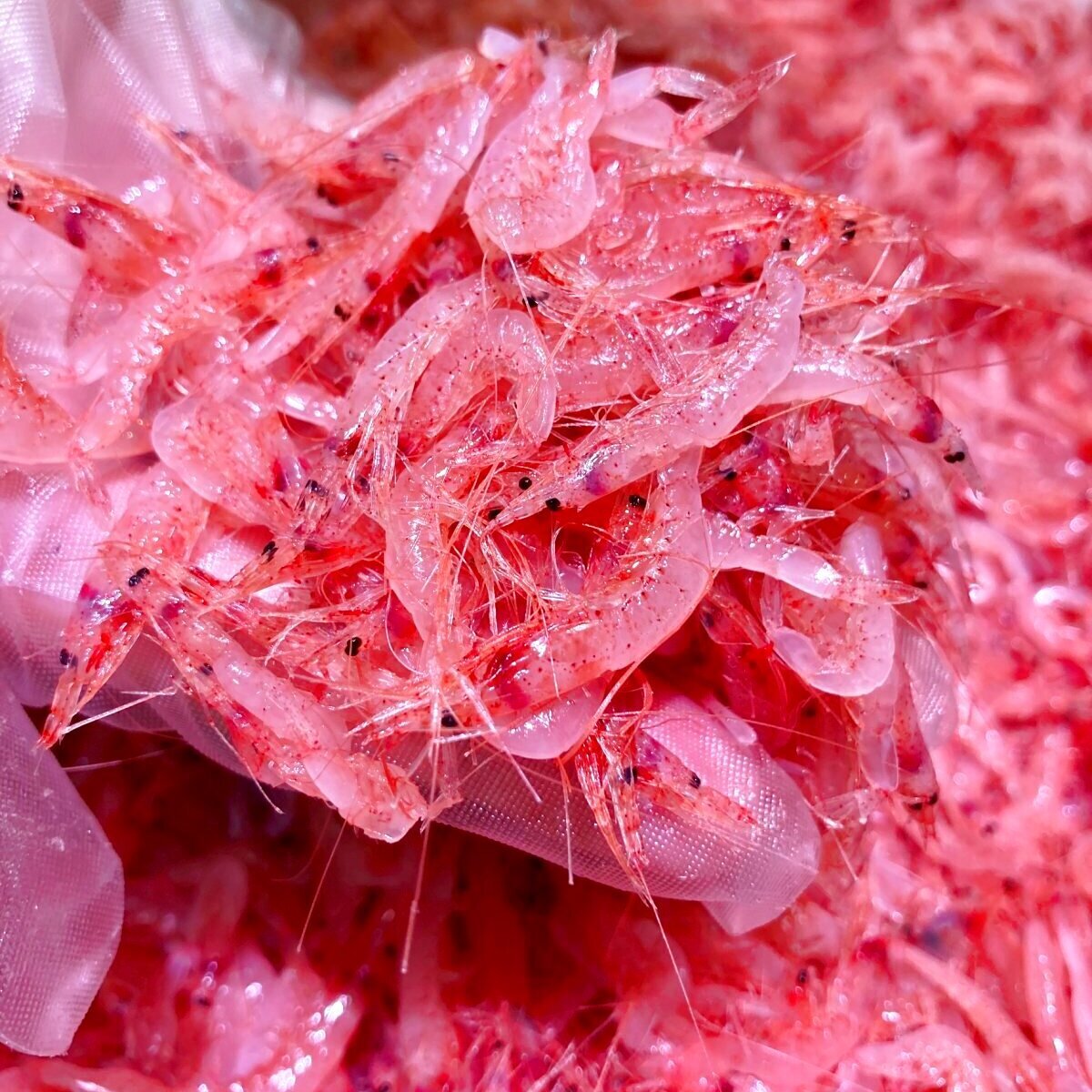 ＼＼生桜えび(2025  秋漁)入荷しました／／