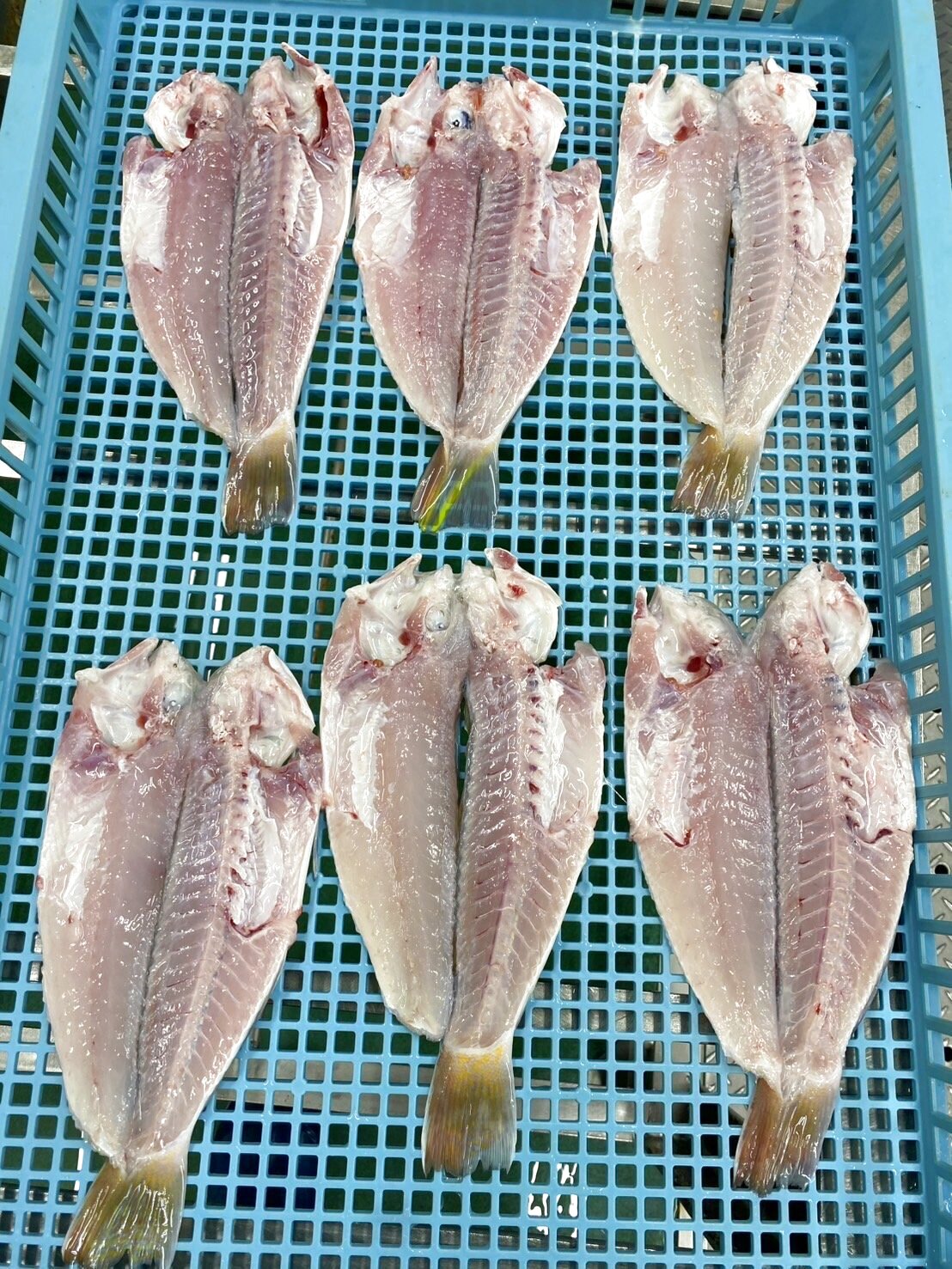 駿河湾で採れたての地の甘鯛が入りました！